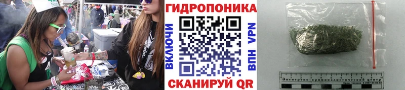 Каннабис планчик  Купить  Болотное 